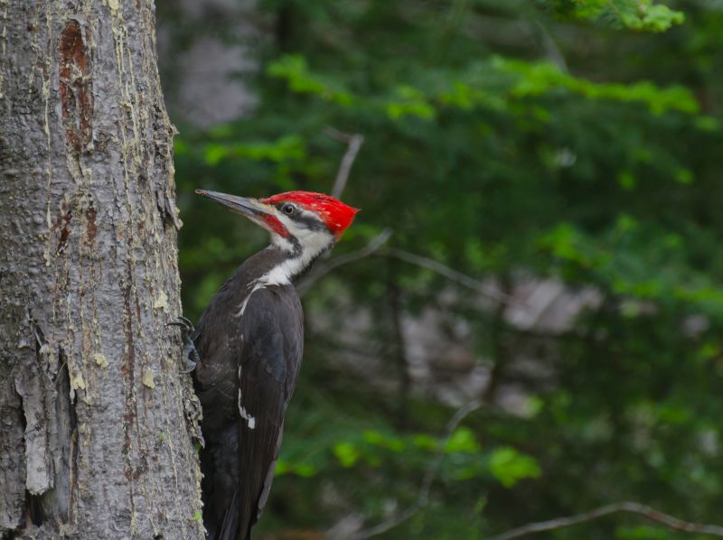 Woodpecker Control