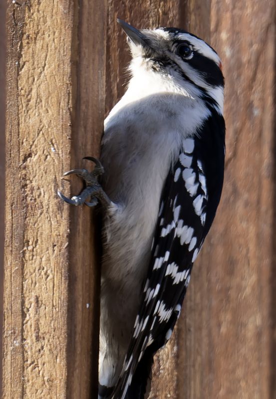 Woodpecker Control