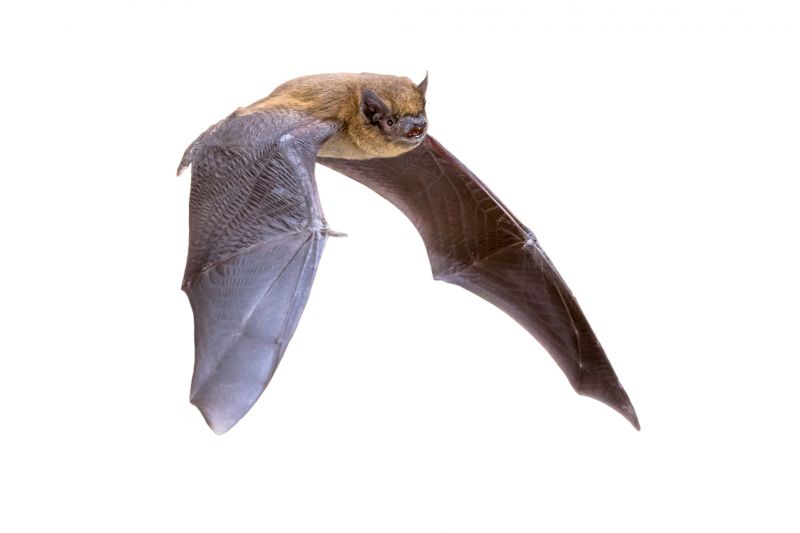Common Bird And Bat Problems In Warehouses, Factories, And Plants
