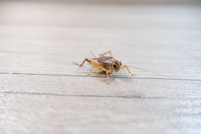 Cricket Control Service in Rockwall, TX