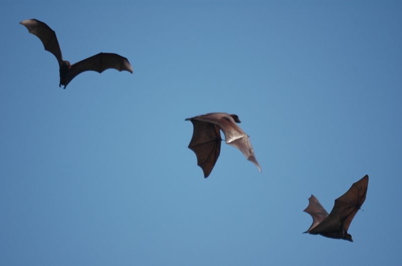 Health Risks Linked To Birds And Bats In Commercial Properties