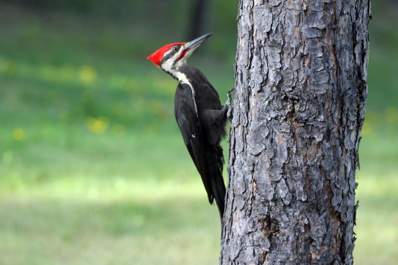 Products For Woodpecker Controls in use