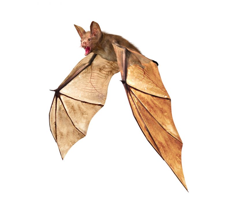 Signs Your Property Needs Bird Or Bat Pest Control Services