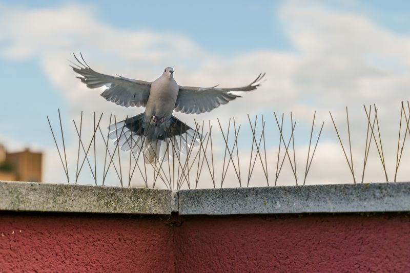 Bird Deterrent Installers