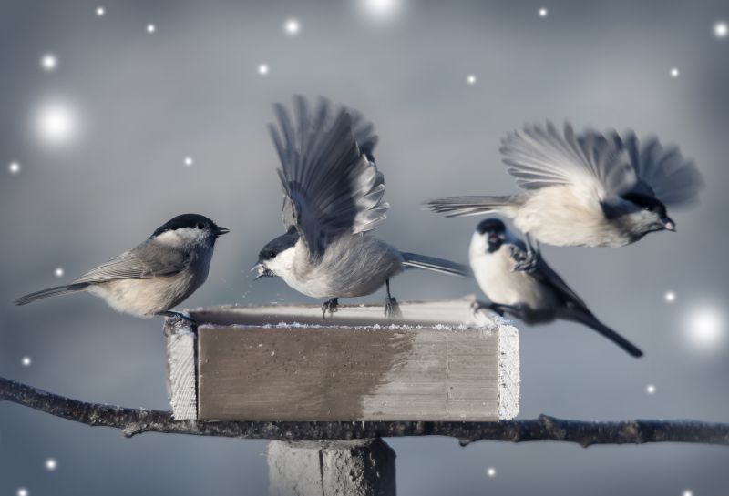 Why Commercial Bird And Bat Control Requires Professional Solutions