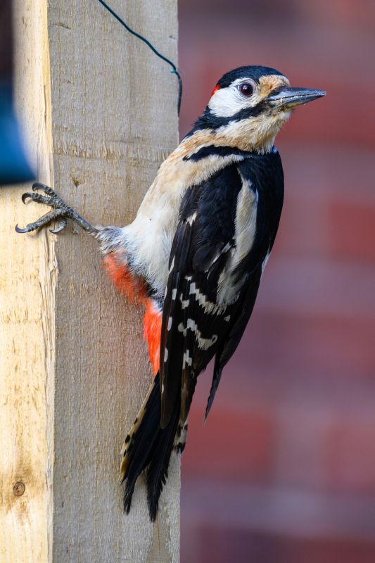 Woodpecker Control