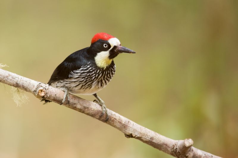 Woodpecker Control