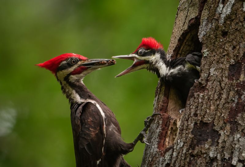 Woodpecker Control