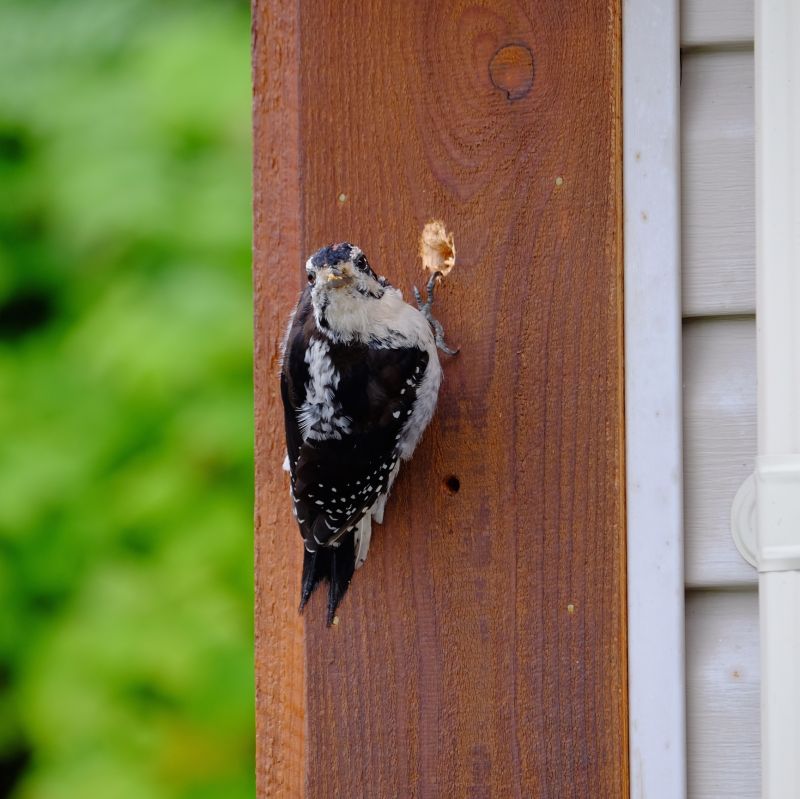 Woodpecker Damage on Buildings
