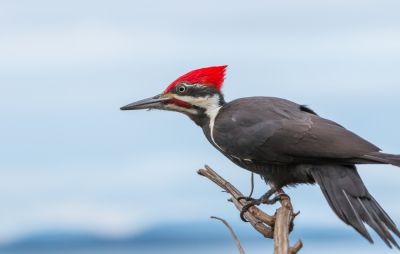 Deter Woodpeckers from Damaging Woodwork