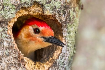 Keep Woodpeckers from Harming Decks